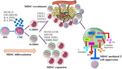 Targeting myeloid-derived suppressor cells in tumor immunotherapy: Current, future and beyond